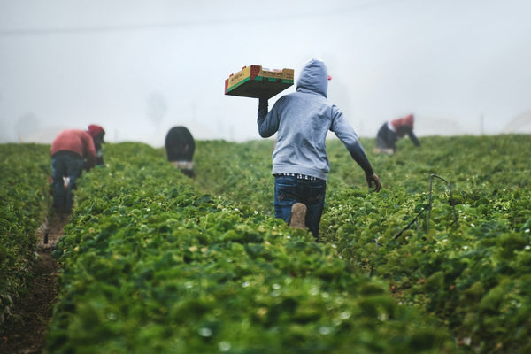 Why 100% US Cotton Matters: Inside Our American Craftsmanship & Heavyweight Fleece